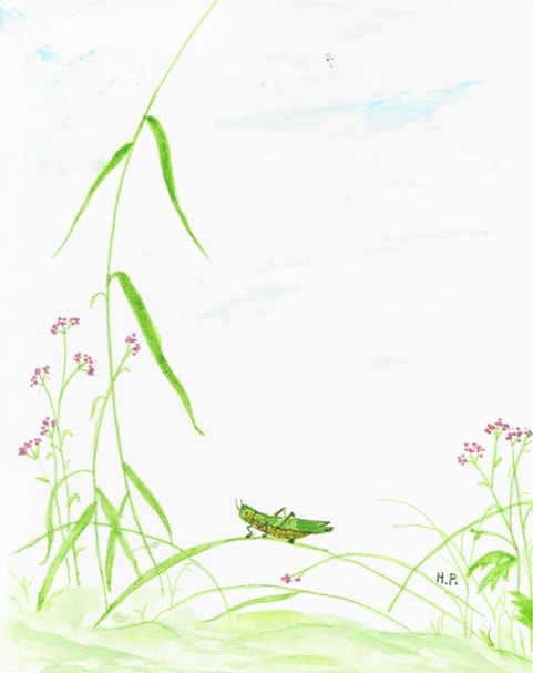 Aidee artwork titled Grasshopper Study