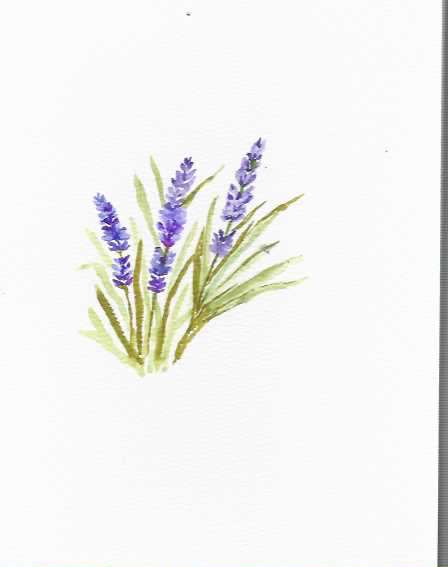 Watercolor study of purple lavender stems