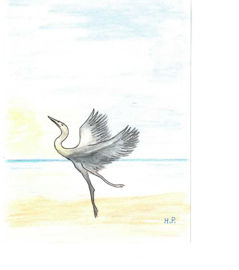 Heron taking flight on a sandy beach at sunrise